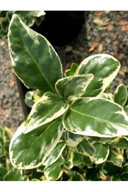 Бруслина Альбомаргінатус влітку